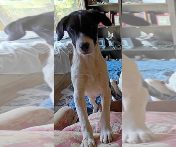 Medium Photo #4 Great Dane-Unknown Mix Puppy For Sale in NYC, NY, USA
