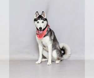 Medium Siberian Husky