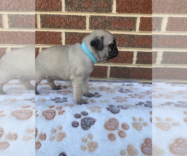 Medium Photo #11 Pug Puppy For Sale in CHATTANOOGA, TN, USA