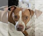 Small #1 American Staffordshire Terrier Mix