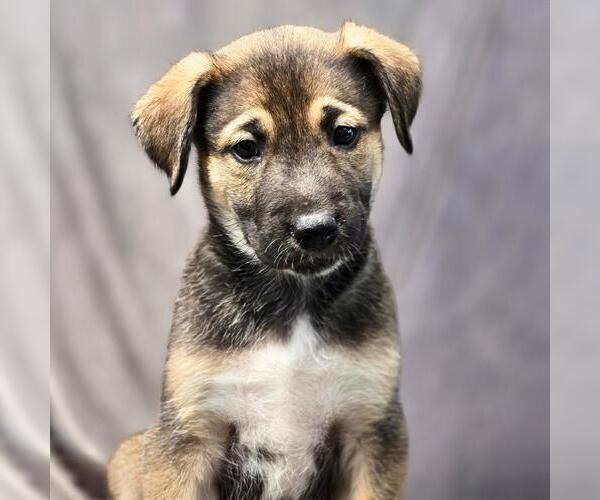 Medium Photo #1 Boxer-Unknown Mix Puppy For Sale in San Diego, CA, USA