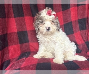 ShihPoo Puppy for sale in LAKELAND, FL, USA