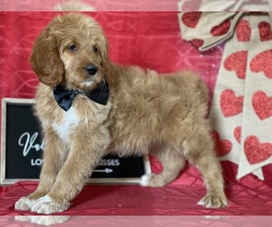 Goldendoodle Puppy for sale in LANCASTER, PA, USA