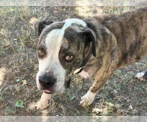 Mutt Dogs for adoption in Tulsa, OK, USA