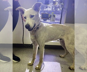 Rosie - Female - Mix Dog for Adoption - Photo #2