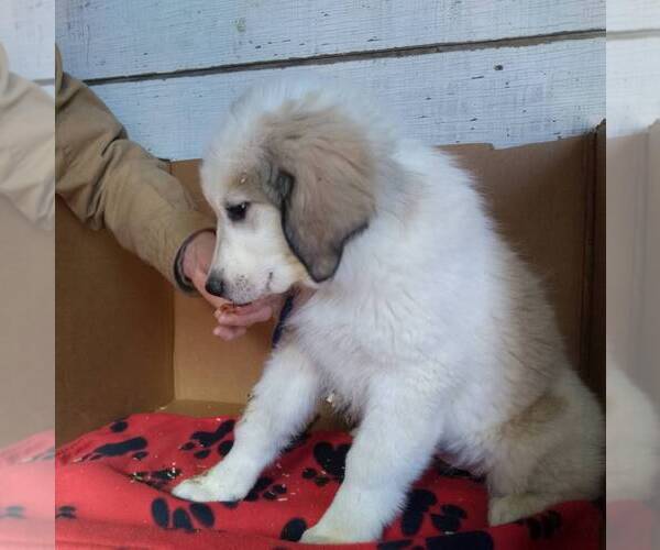 Medium Photo #3 Great Pyrenees Puppy For Sale in BRIGHTON, IA, USA