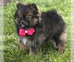 Small #8 Pomeranian