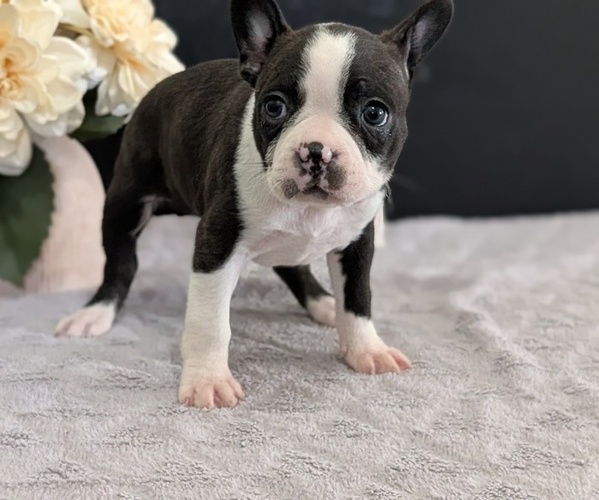 Medium Photo #46 Boston Terrier Puppy For Sale in GOSHEN, IN, USA