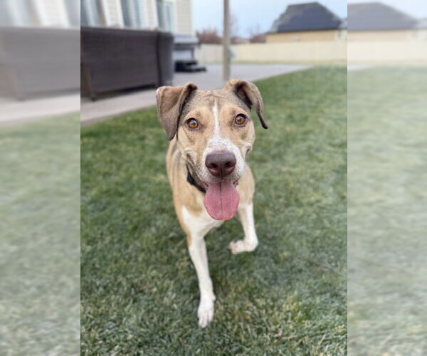 Medium Photo #7 Mutt Puppy For Sale in Sandy, UT, USA