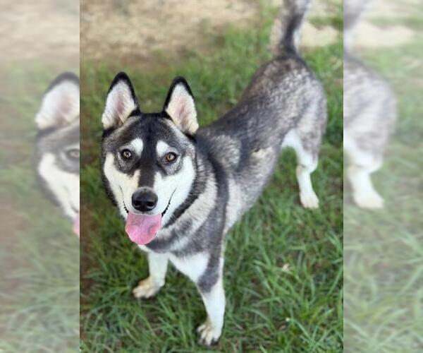 Medium Photo #2 Siberian Husky Puppy For Sale in Riverside, CA, USA