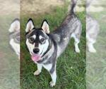Small #1 Siberian Husky