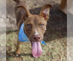 Small American Staffordshire Terrier Mix