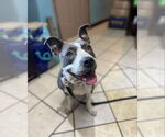 Small #1 American Pit Bull Terrier Mix