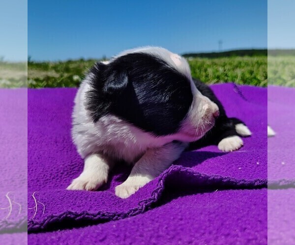 Medium Photo #23 Border Collie Puppy For Sale in NORBORNE, MO, USA