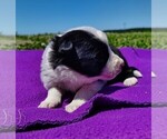 Small Photo #23 Border Collie Puppy For Sale in NORBORNE, MO, USA