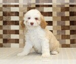 Hanna - Female Bernedoodle (Miniature) Puppy for Sale - Photo #4