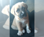 Small #3 Great Pyrenees Mix