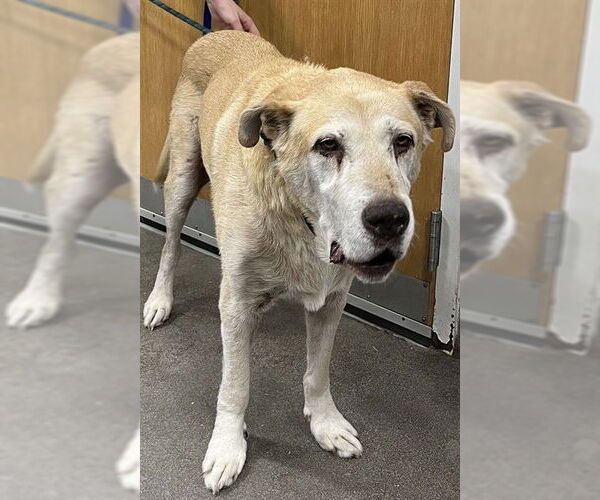 Medium Photo #1 Labrador Retriever-Unknown Mix Puppy For Sale in Forestville, MD, USA