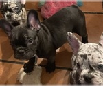 Puppy 6 French Bulldog