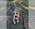 Small #4 Bulldog-Great Dane Mix