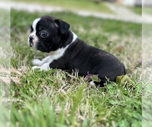 Boston Terrier Puppy for sale in WASHBURN, MO, USA