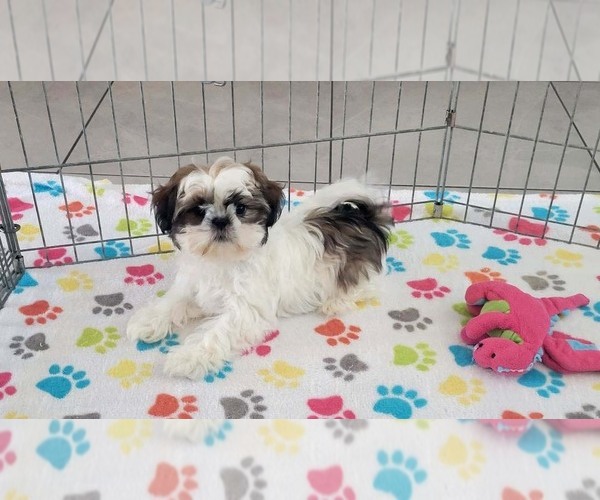 Medium Photo #8 Shih Tzu Puppy For Sale in ORO VALLEY, AZ, USA
