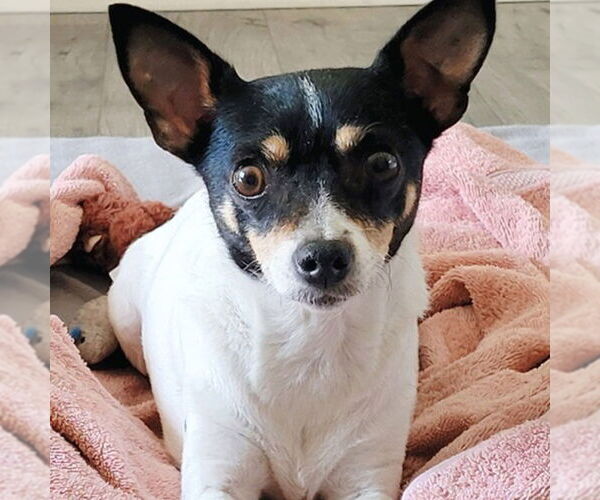 Medium Photo #1 Rat Terrier Puppy For Sale in Atlanta, GA, USA