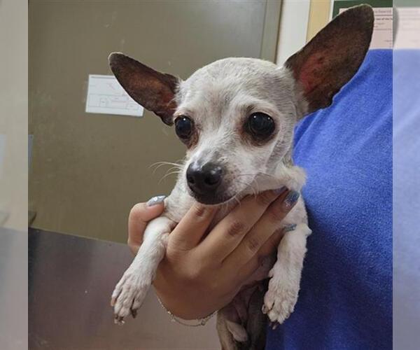 Medium Photo #1 Chihuahua Puppy For Sale in Camarillo, CA, USA