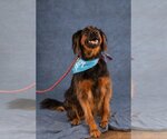 Small #10 German Shepherd Dog Mix