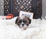 Small #3 Shih Tzu