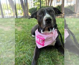 Border Collie-Pointer Mix Dogs for adoption in Charlotte, NC, USA