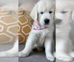 Small Photo #2 English Cream Golden Retriever Puppy For Sale in OCEANSIDE, CA, USA