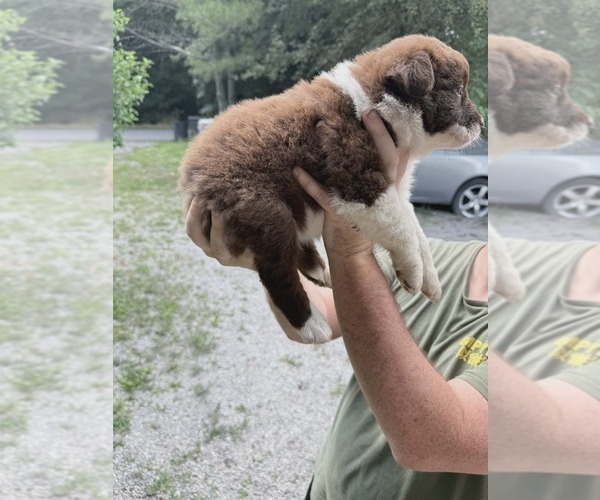 Medium Photo #15 Australian Shepherd Puppy For Sale in FLEMINGSBURG, KY, USA