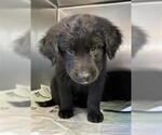 Small Labrador Retriever Mix