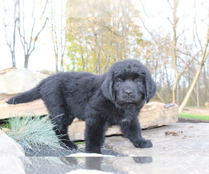 Newfoundland Puppy for sale in LOYSVILLE, PA, USA