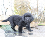 Small Photo #1 Newfoundland Puppy For Sale in LOYSVILLE, PA, USA