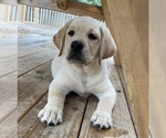 Small Photo #3 Labrador Retriever Puppy For Sale in LIBERTY, SC, USA