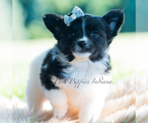 Medium Chihuahua