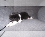 Small Photo #34 Border Collie Puppy For Sale in AIKEN, SC, USA