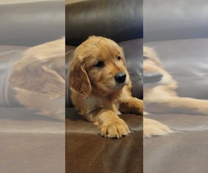 Golden Retriever Puppy for sale in CORSICANA, TX, USA