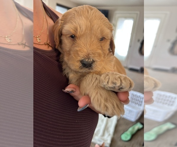 Medium Photo #1 Bernedoodle (Miniature) Puppy For Sale in HENDERSON, CO, USA