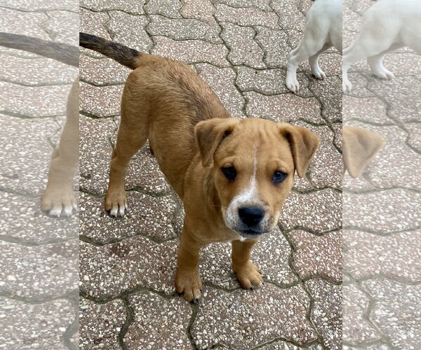 Medium Photo #8 American Pit Bull Terrier-Unknown Mix Puppy For Sale in Hillsboro, MO, USA