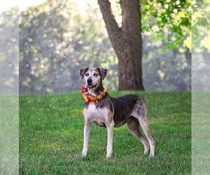 Skye - Female Catahoula Leopard Dog-Unknown Mix Dog for Adoption - Photo #4