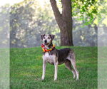 Small #3 Catahoula Leopard Dog Mix