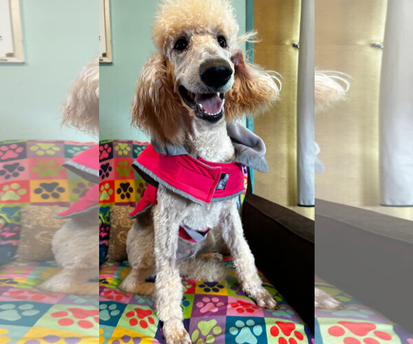 Medium Photo #5 Poodle (Standard) Puppy For Sale in Pacolet, SC, USA