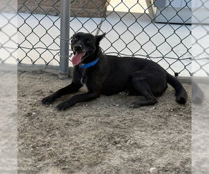 Labbe Dogs for adoption in Riverside, CA, USA