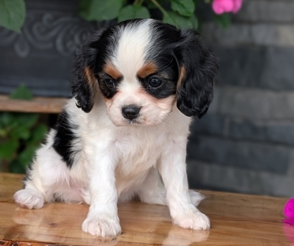 Medium Photo #9 Cavalier King Charles Spaniel Puppy For Sale in GOSHEN, IN, USA