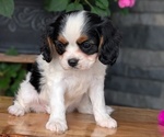Small #8 Cavalier King Charles Spaniel