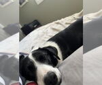 Small #3 Border Collie Mix