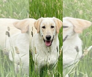 Father of the Labrador Retriever puppies born on 05/30/2022